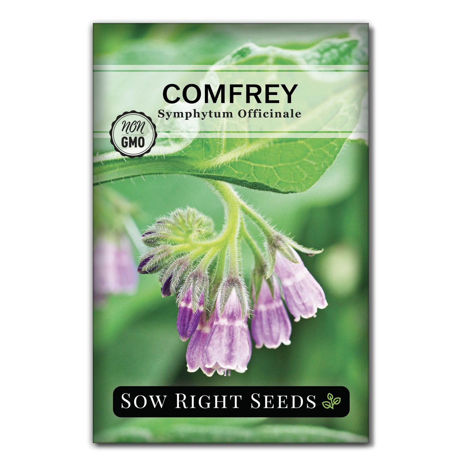 Sow Right Seeds – Comfrey for Planting – Non-GMO Heirloom – purple