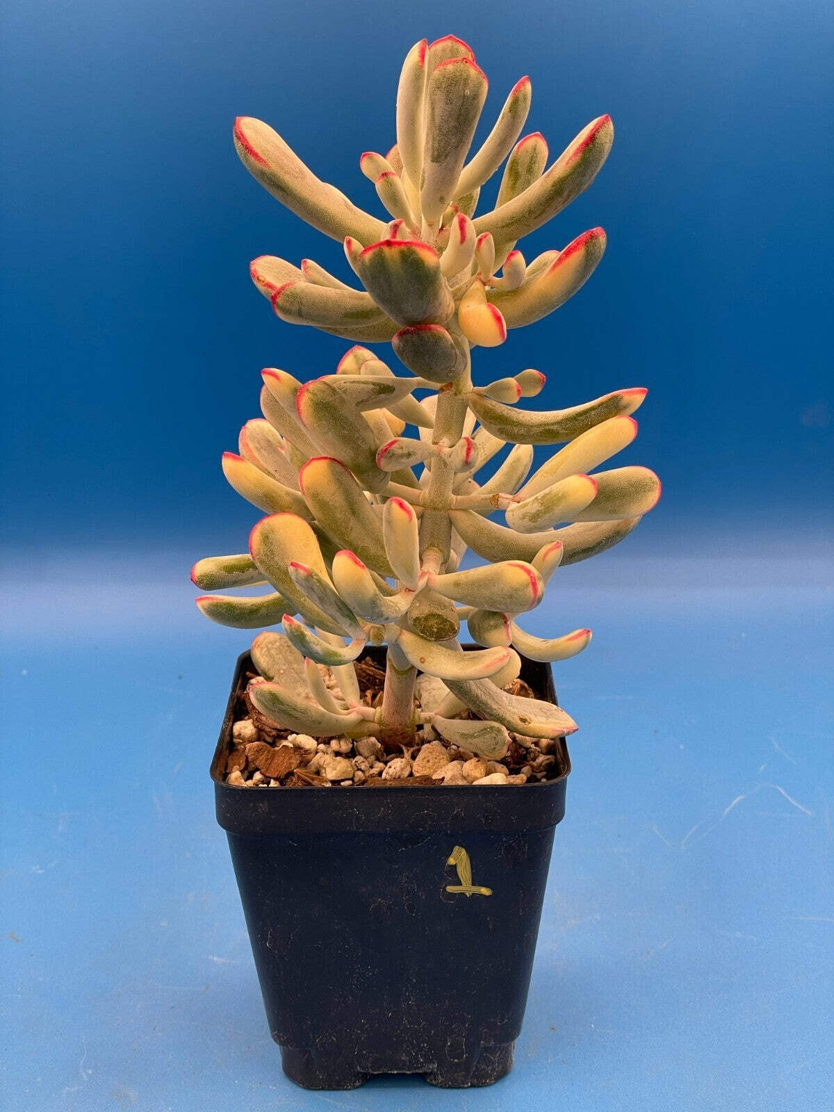 Cotyledon Orbiculata Flanaganii f. variegata! EXACT PLANT! Rare! 3.5″ Pot