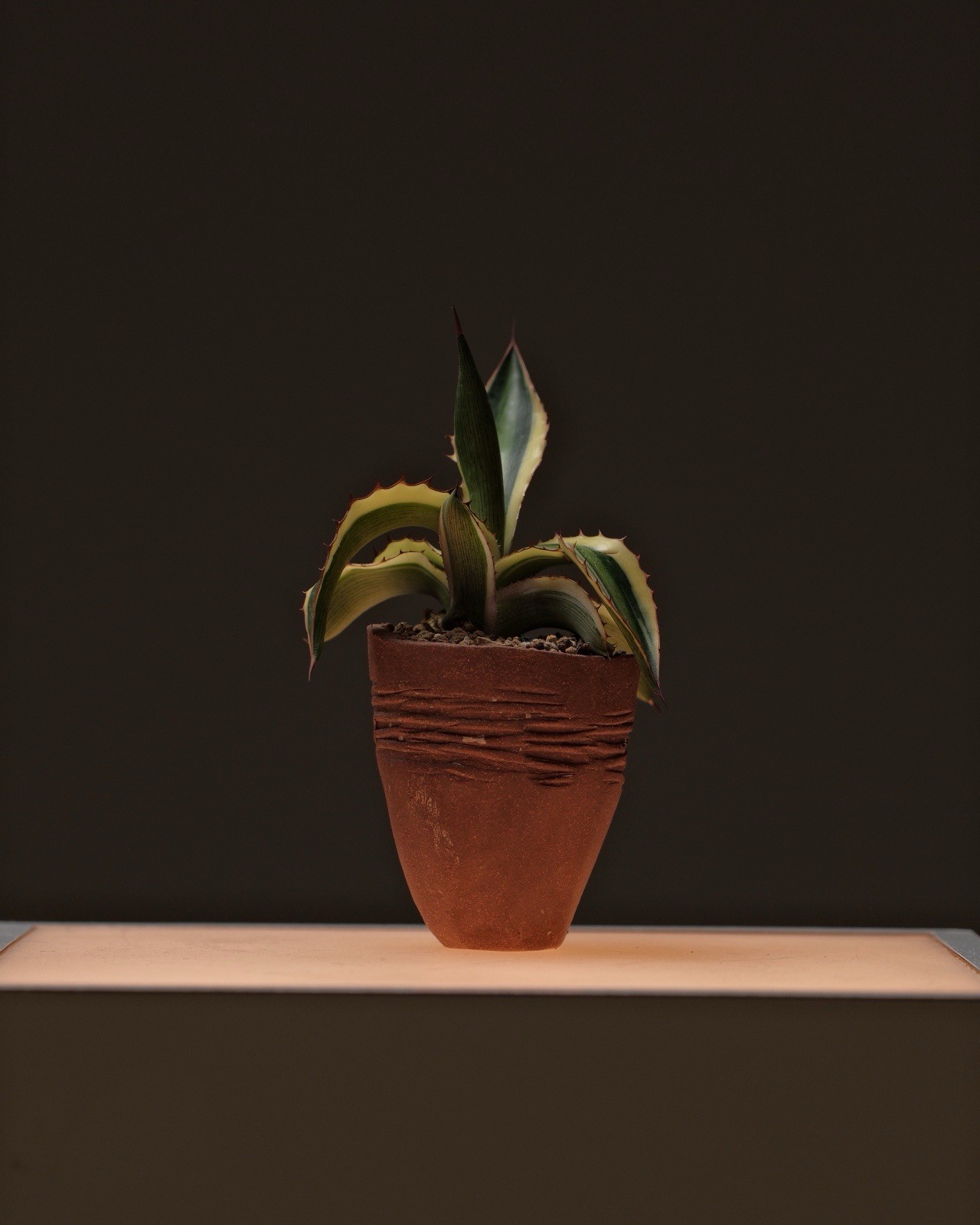 Agave in a Stoneware Pinch Pot By Nigel Callisto