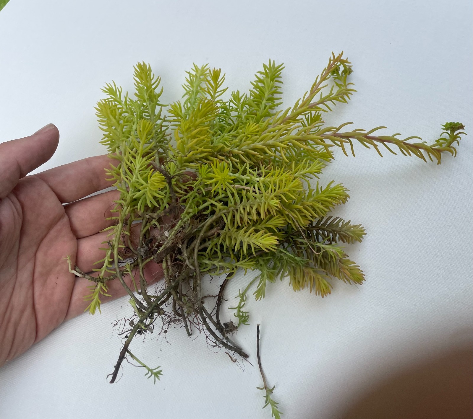Stonecrop Sedum -Petrosedum rupestre -Prick-madam – 14 plants