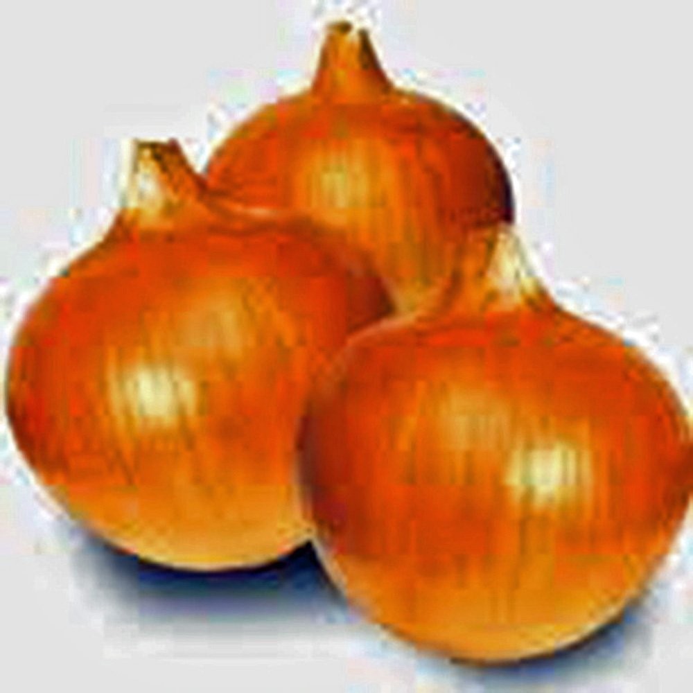 Onion, Texas Early Grano, Heirloom, 500 Seeds, Short Day, Vidiala Type