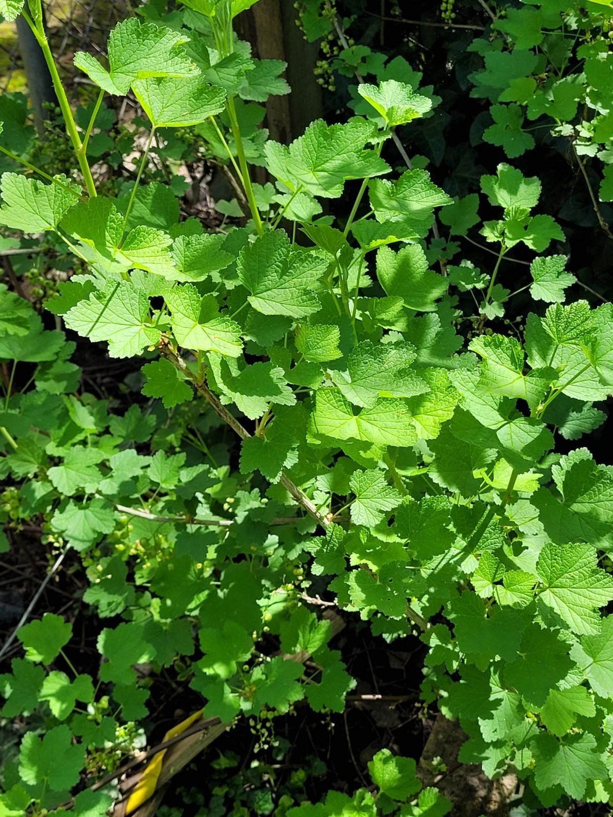 6 Pink Currant Gloire de Sablons Fresh Cuttings Unrooted 6″-9″ Zones 3-8 Hardy