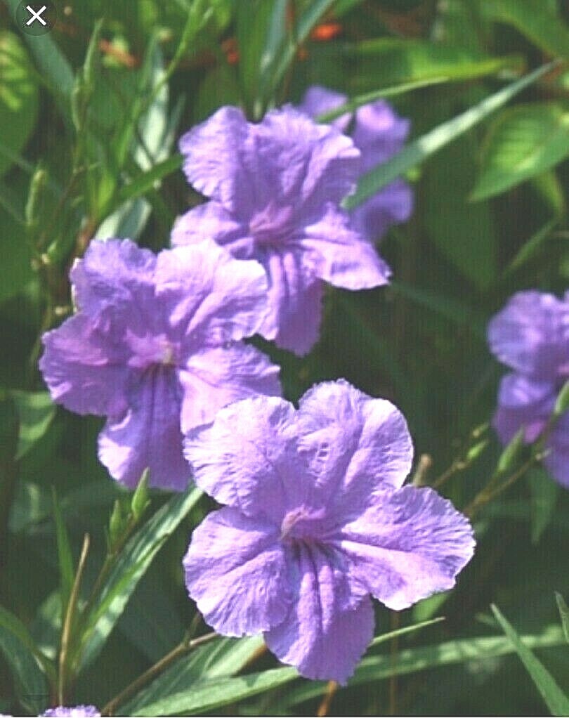 MEXICAN PETUNIA 10 Cuttings, Perennial, Attracts Butterflies, Hummingbirds