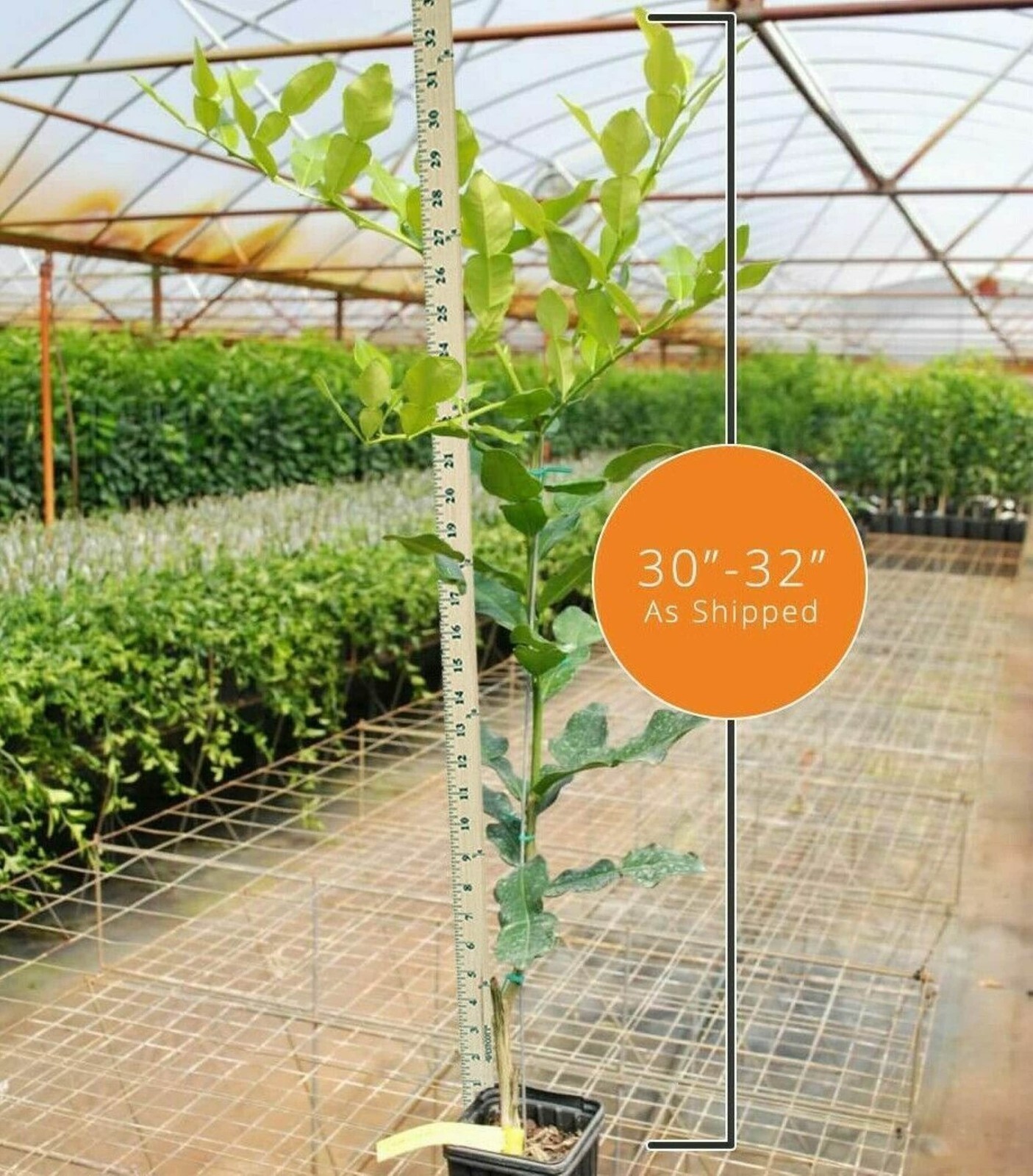 Florida only!! Flame Grapefruit tree, 26-30 inches tall, Grafted plant potted