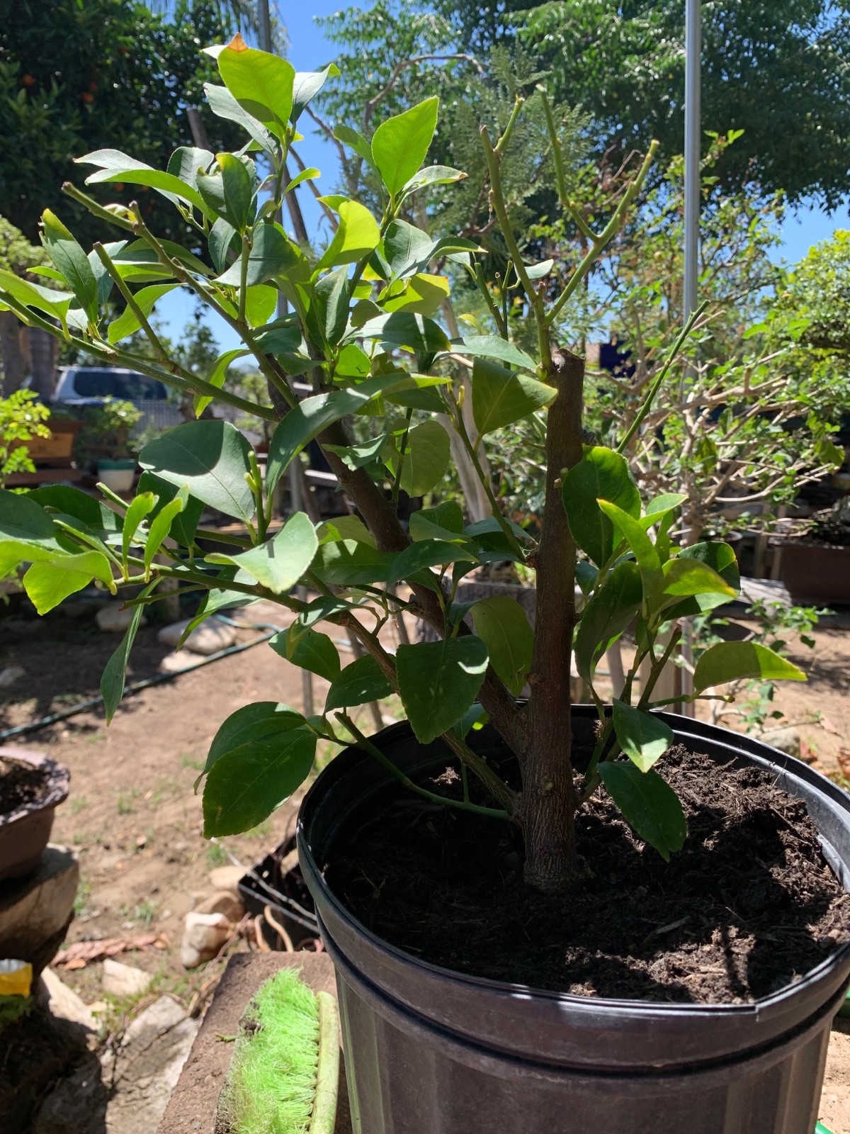 Beautiful Lemon Tree ready for bonsai