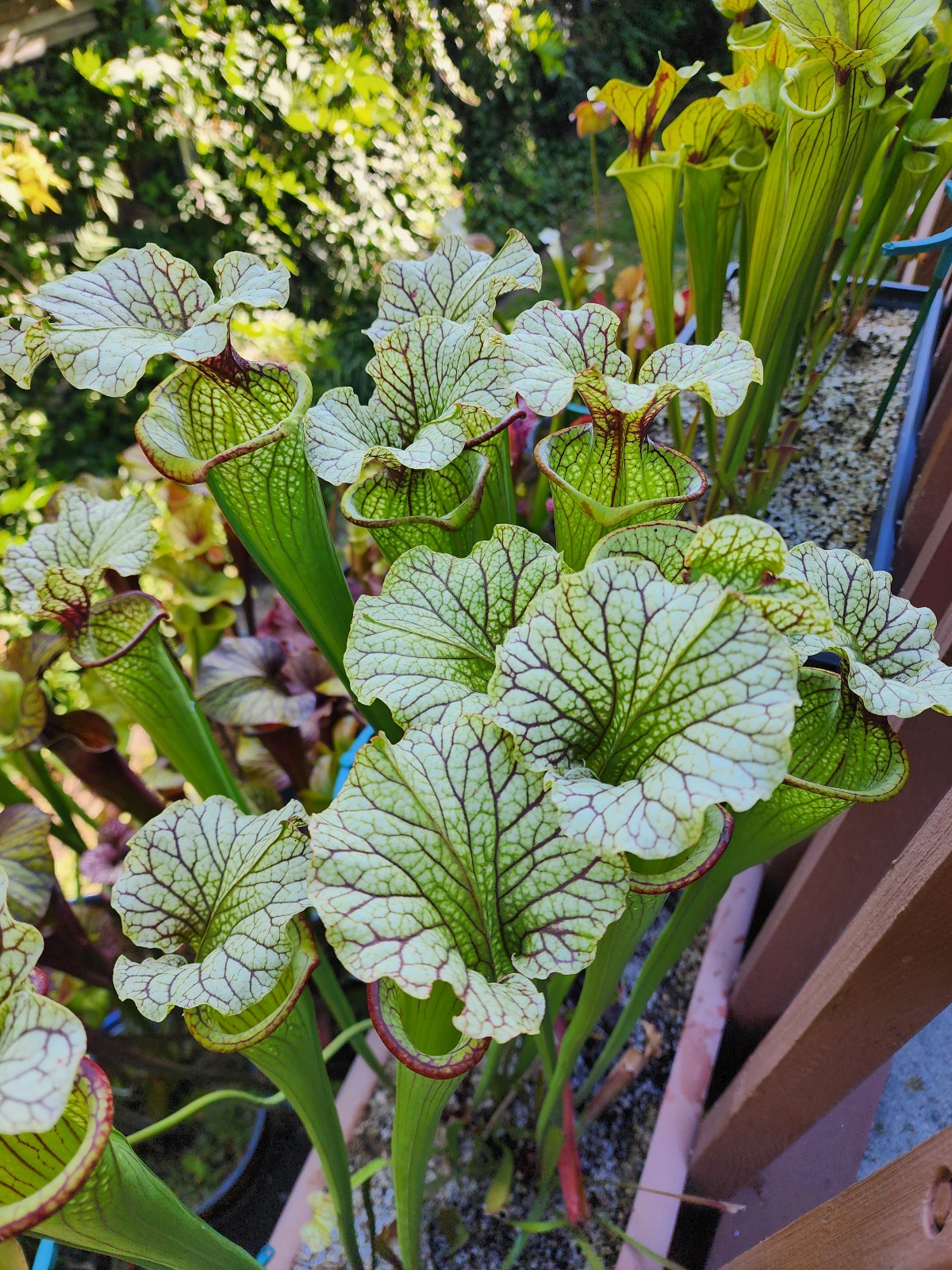 2025 SARRACENIA SEEDS: LEUCO ALBA ROD’S FAVORITE X (LEUCO CRONUS HYBRID)