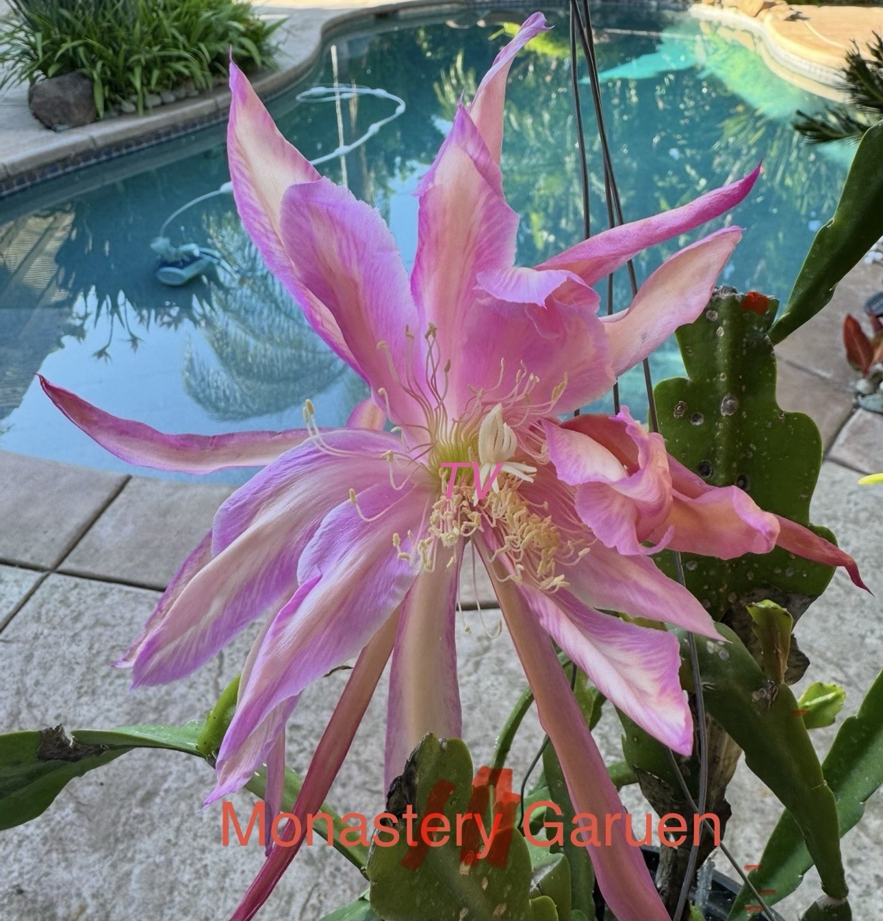 10 +2 Mystery Color NOID Epiphyllum Orchid Cactus Cuttings, 7-10in. Long