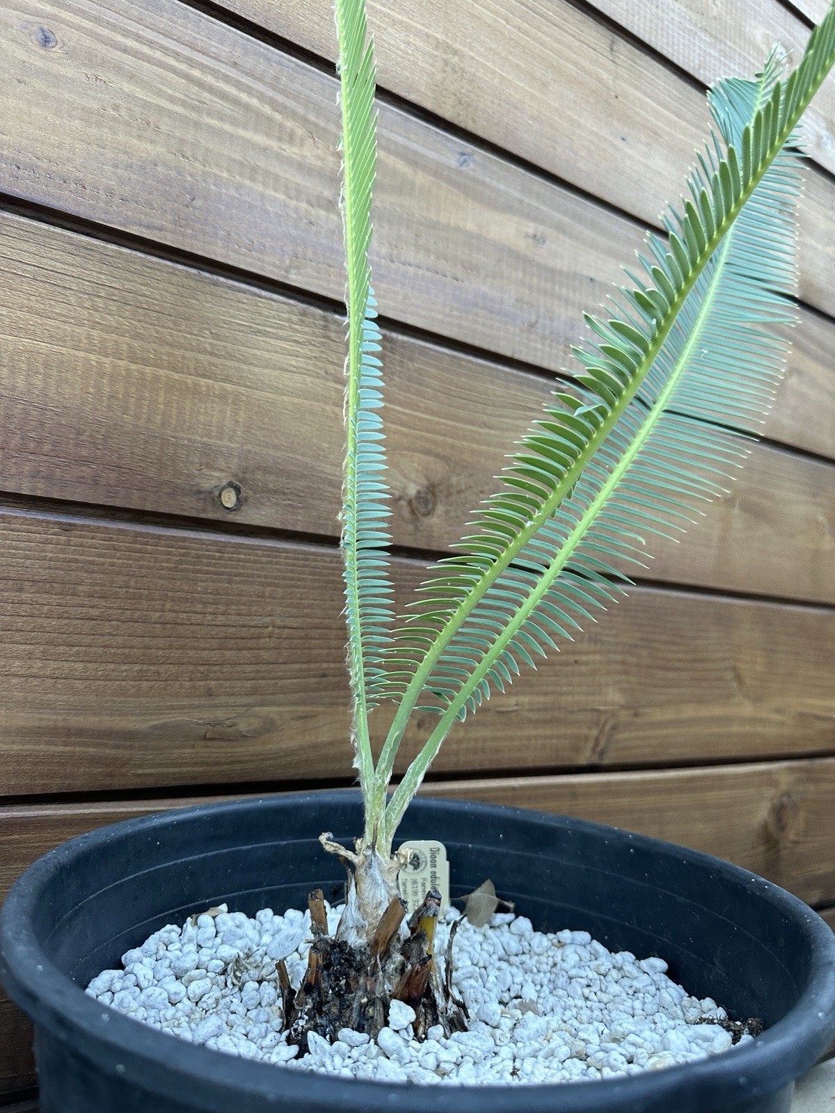 Dioon edule 3” Caudex – Hardy Mexican Cycad with Graceful Leaflets – Live Plant