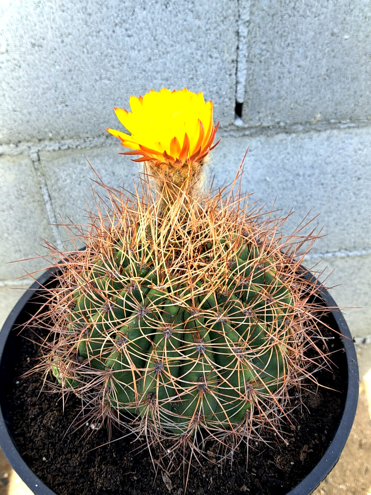 Soehrensia Formosa Giant Echinopsis Cactus With Baby Plant Yellow Flowers