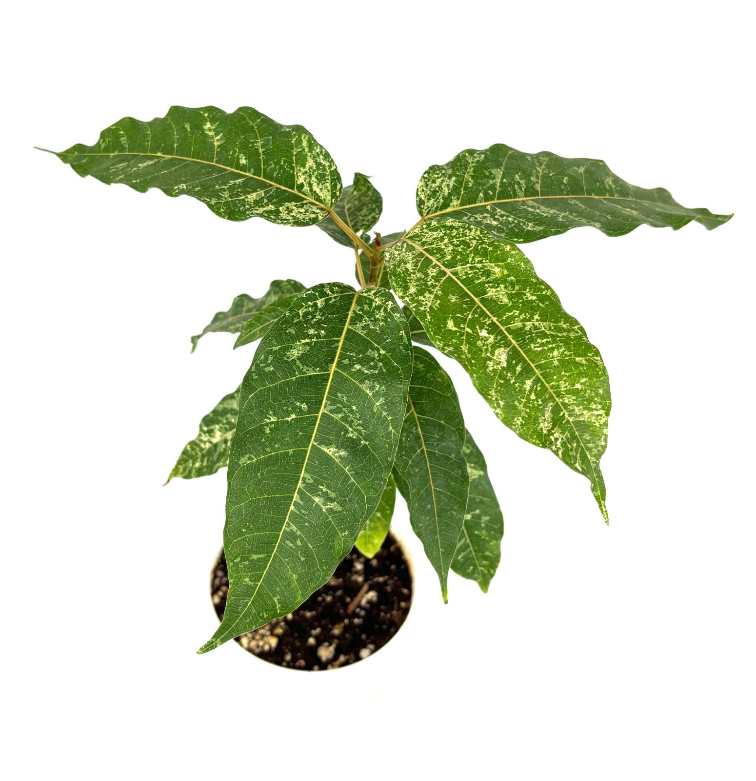 Ficus Clown Fig Live Potted House Plants Air Purifying