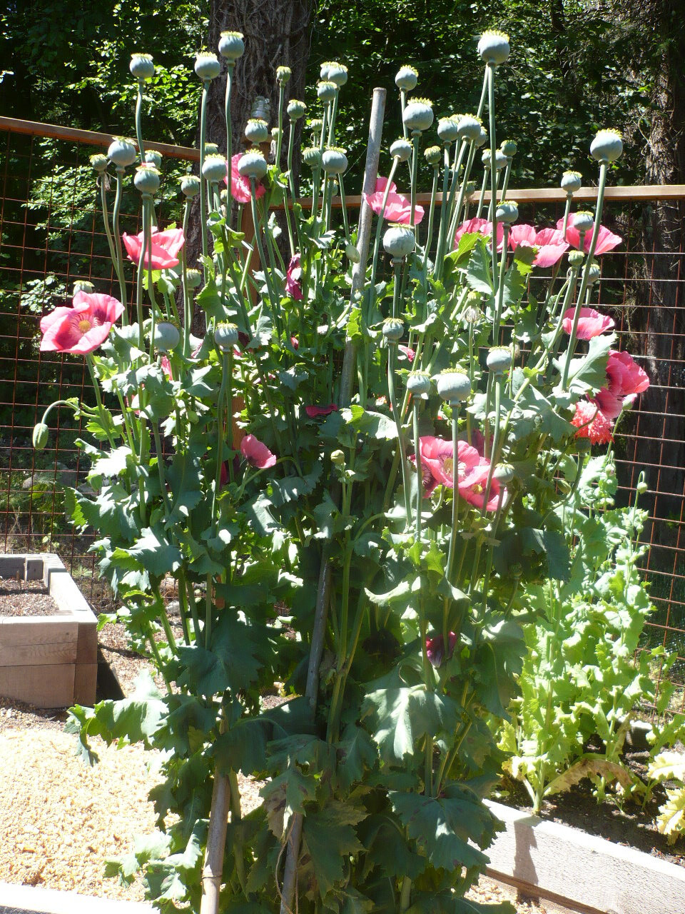 Shades of Pink “The Giant” Humongous Poppy Seeds 5000+ *PoppyQueen👑