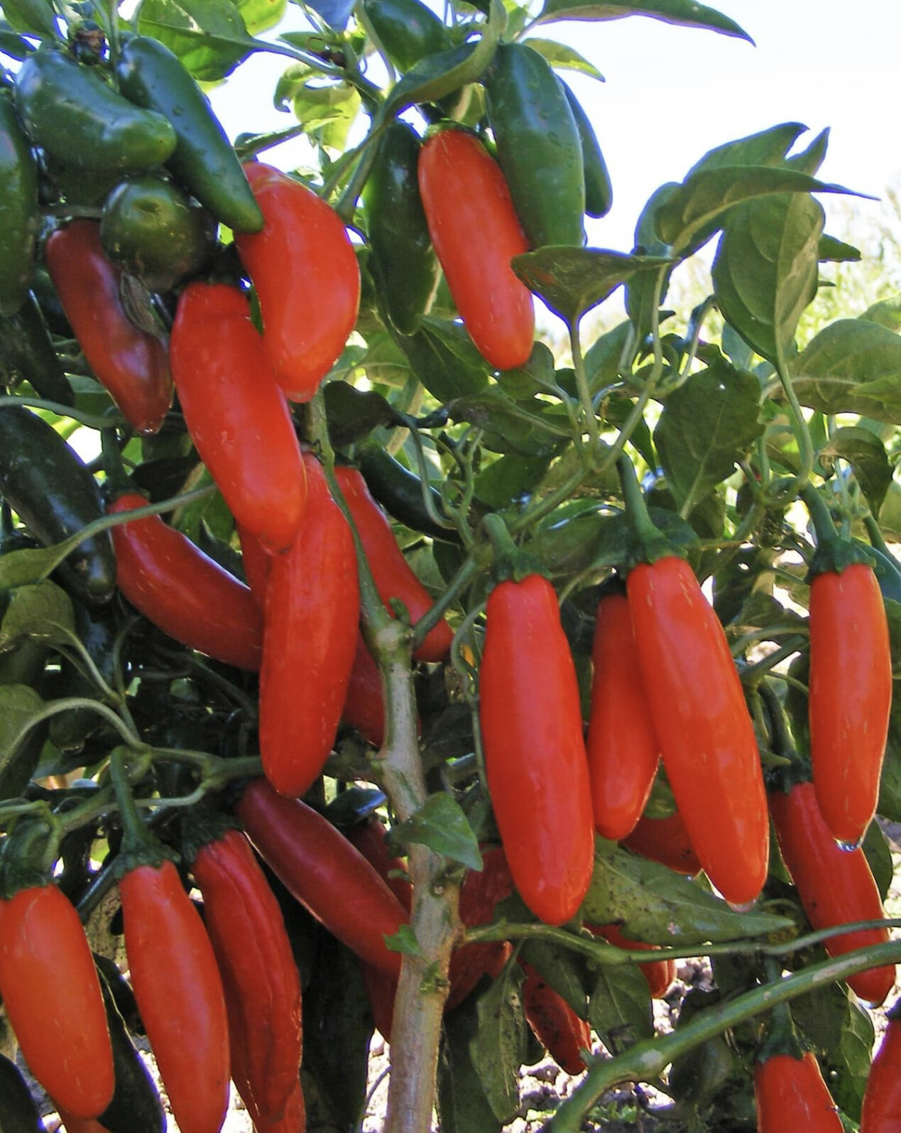 Orange Spice Jalapeno Pepper Seeds | Organic | Rare | Numex | Early Maturing