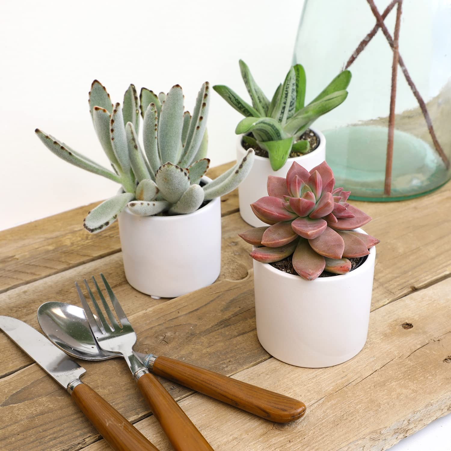 Plants For Pets Succulents 3 Pk Live Succulent Plants In White Pots Mini