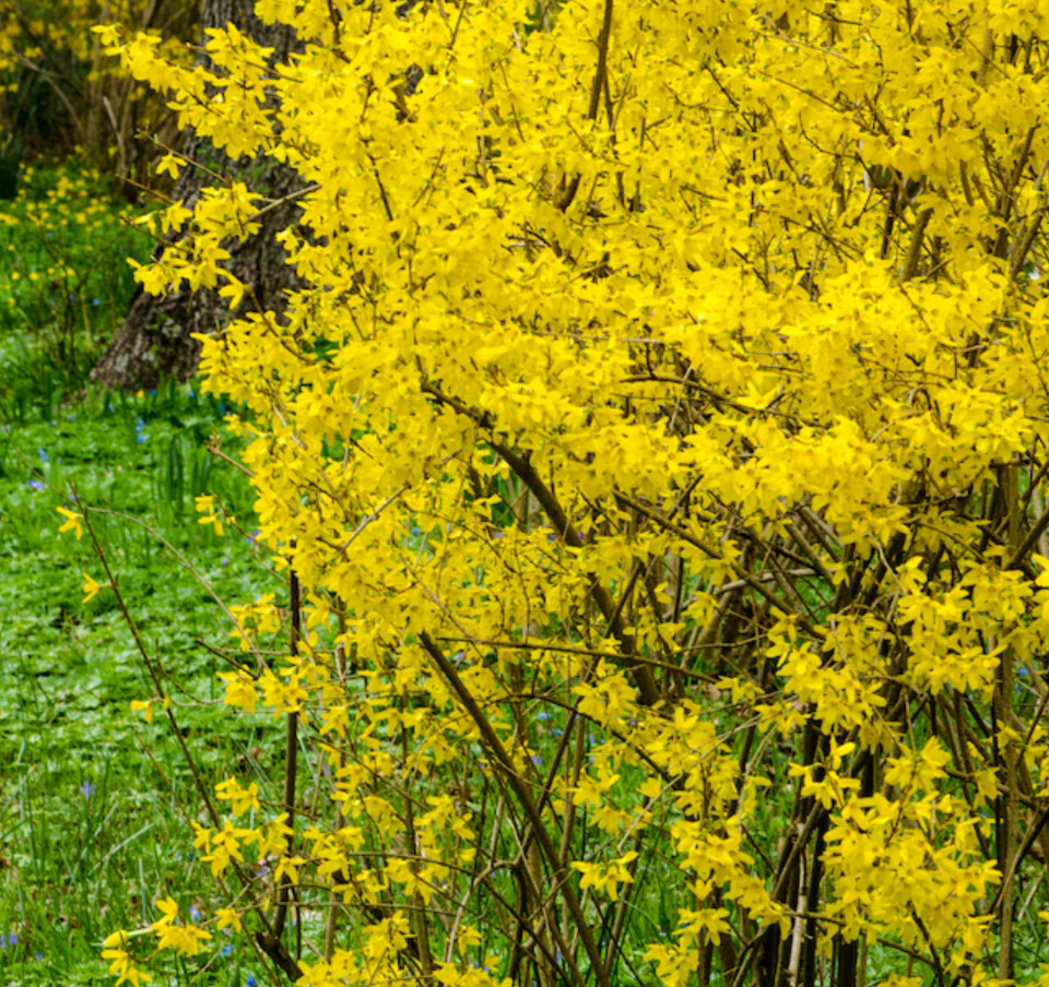 Lynwood Gold Forsythia Plant – 2.5″ Pot – AK: Bareroot Oct–May –No Ship PR, HI
