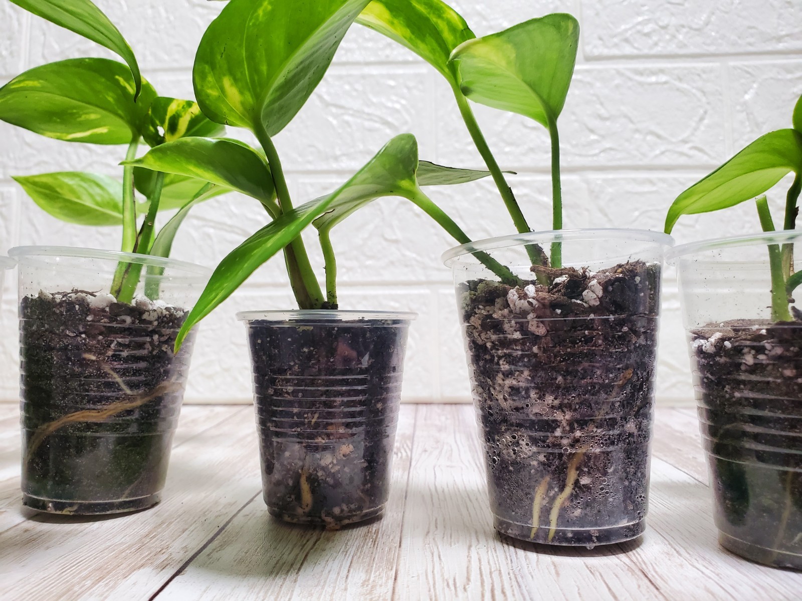 Variegated Giant Golden Pothos Climbing hawaiian Live Starter Plant Rooted