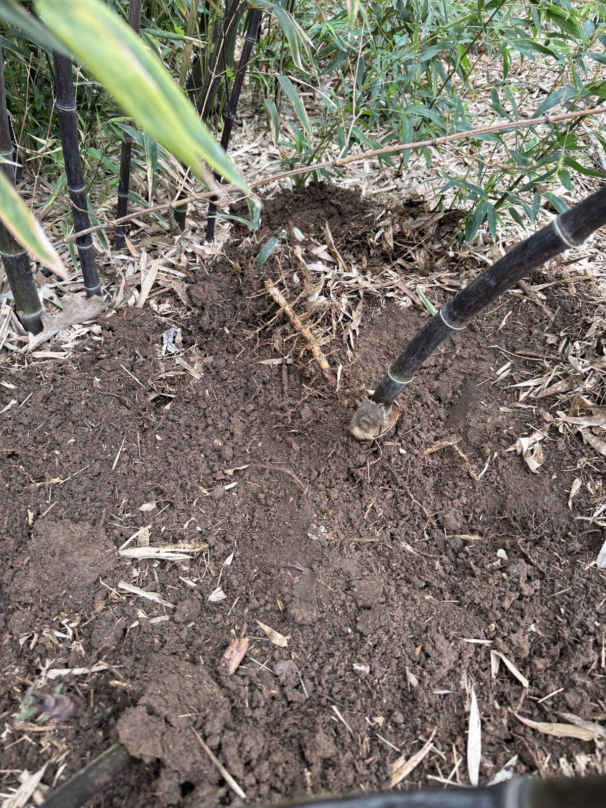Black Bamboo Phyllostachys Nigra Live Bare Root Plant Rhizomes 4 at $79