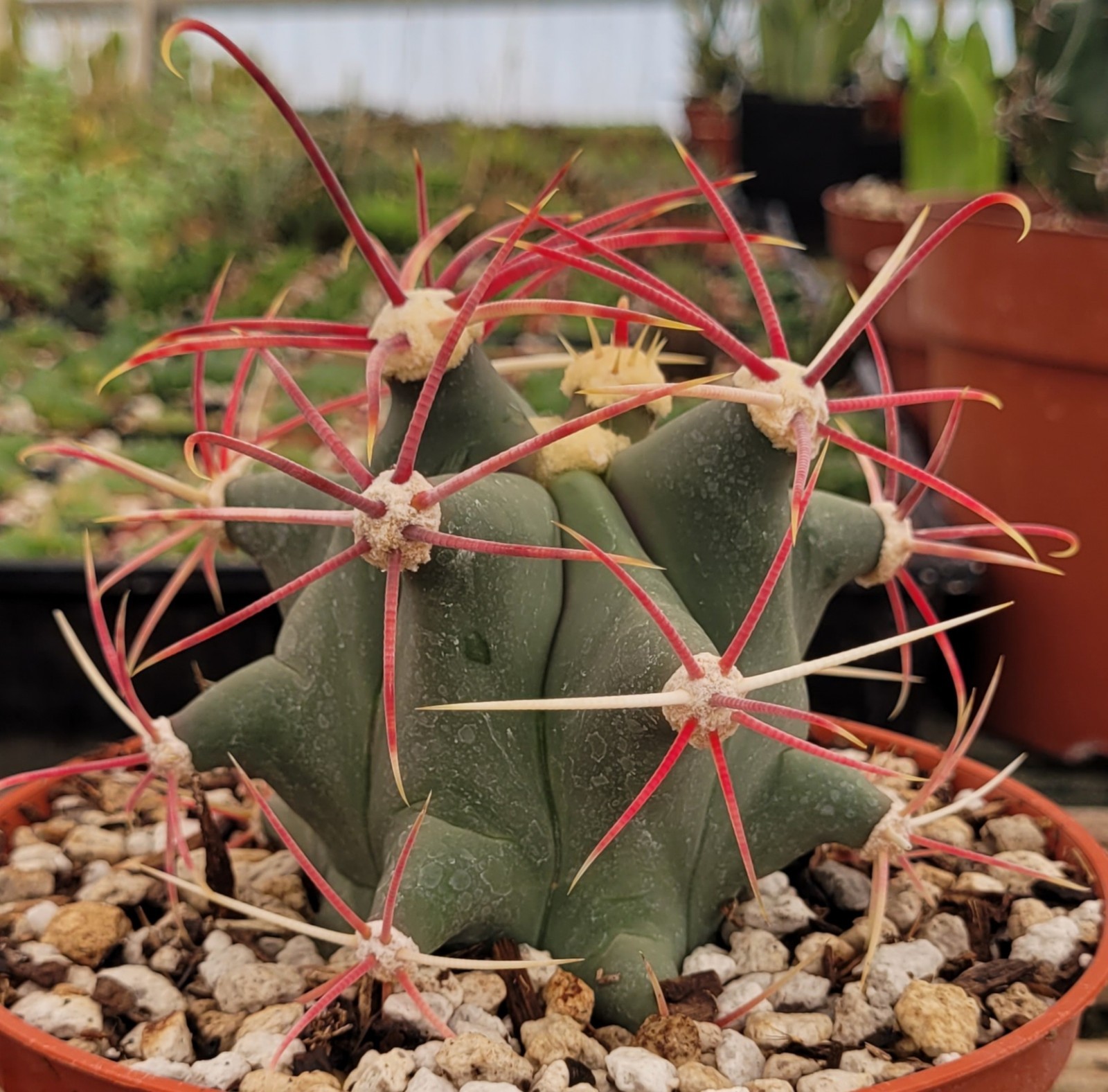 Ferocactus Emoryi ‘Emory Barrel’ 2.5″ Tall – Bare Root