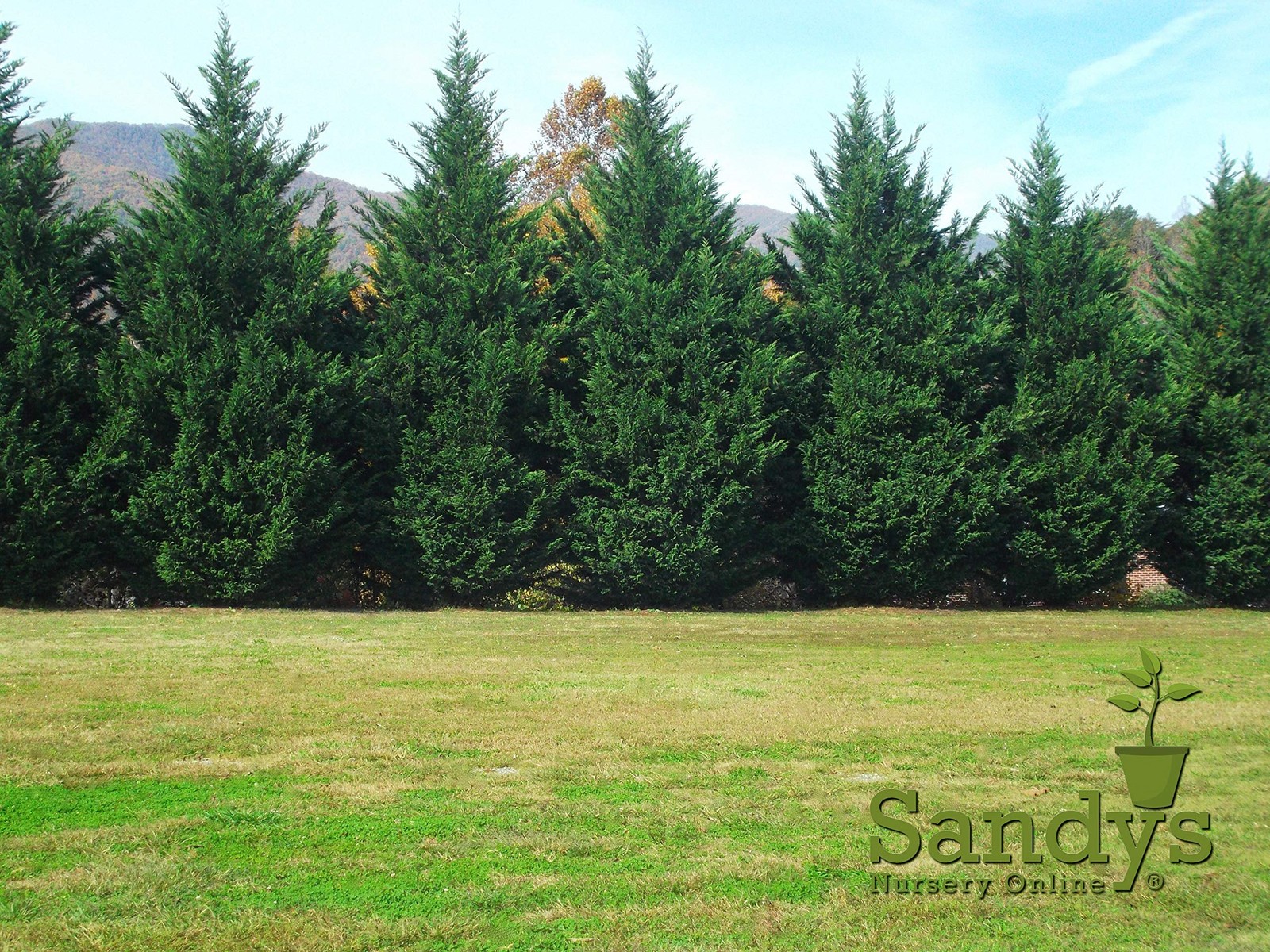Thuja Green Giant Arborvitae 2.5 inch pot Lot of 64