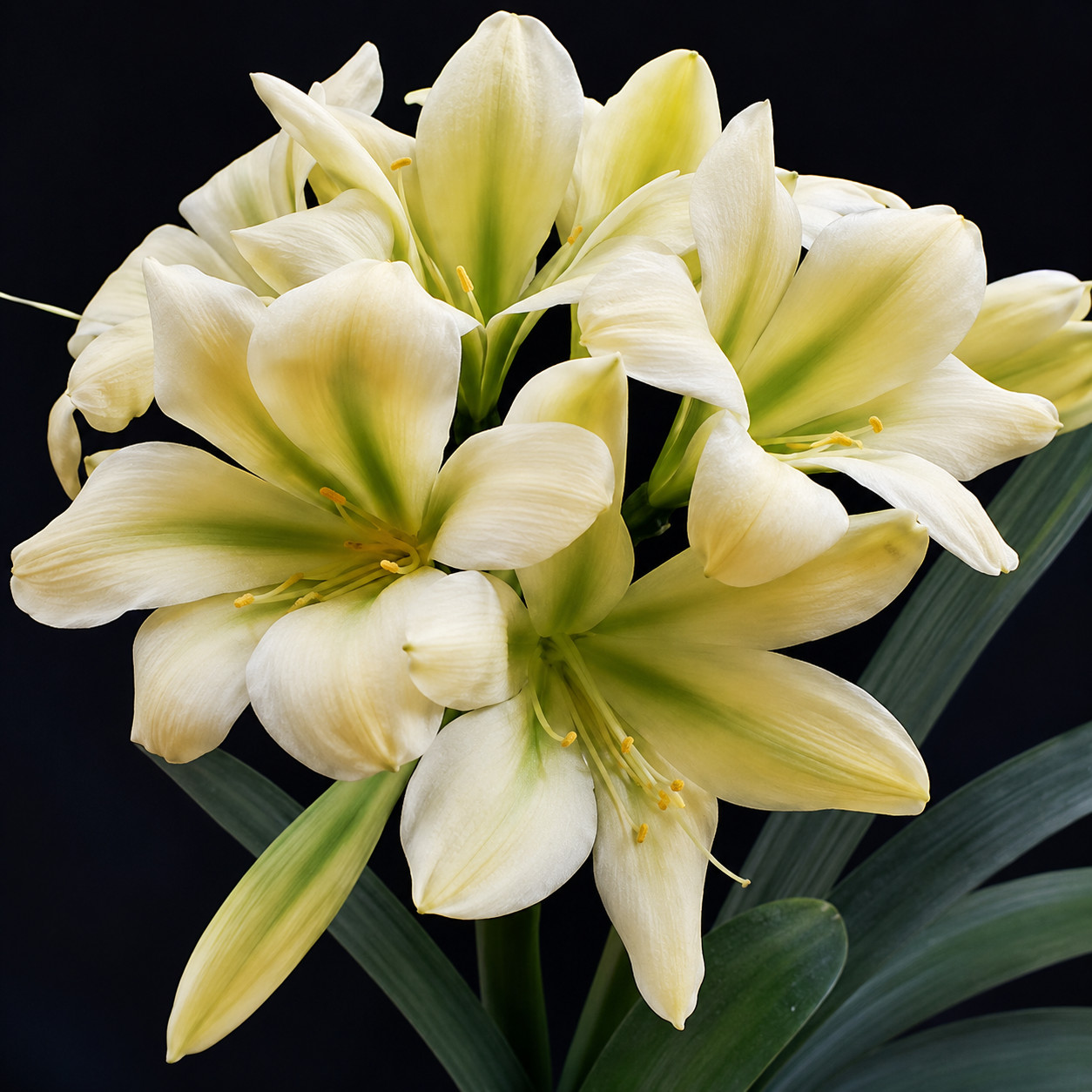 Clivia (Natal Yellow X One Love) x (Natal Yellow x Sleeping Beauty x Daruma)