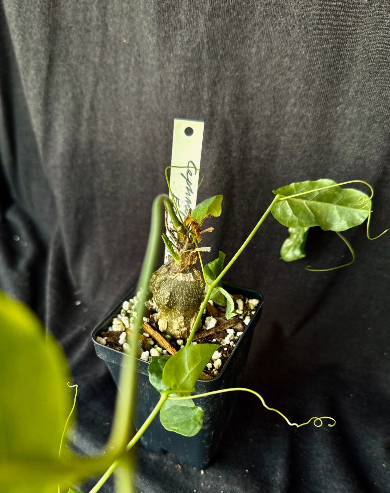 Cephalopetandra ecirrhosa , caudiciform