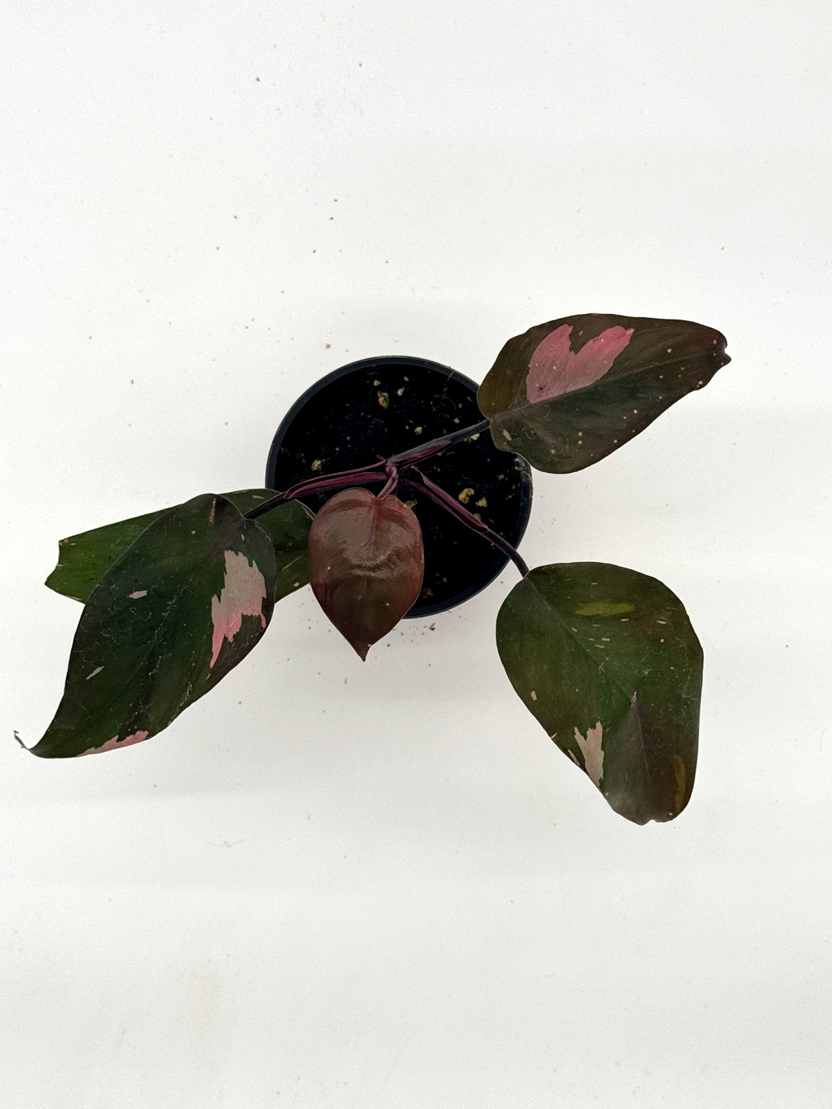 Philodendron Pink Princess rare live house plant in 4 inch pot