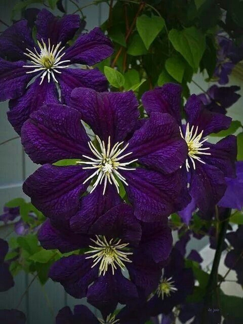 25 Dark Purple Clematis Seeds Flower Seed Perennial Flowers Vine US SELLER