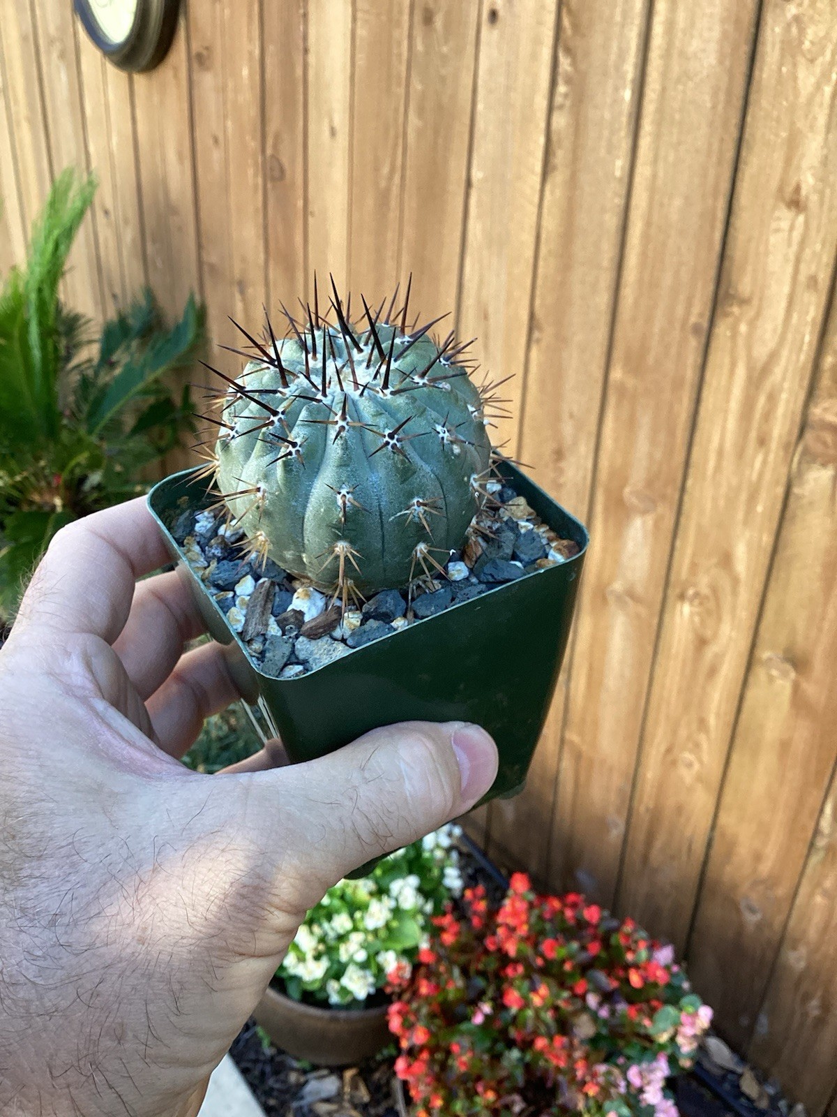 Beautiful Copiapoa Cinerea -Blk Spines- RARE! (Own Roots) -Sold Potted