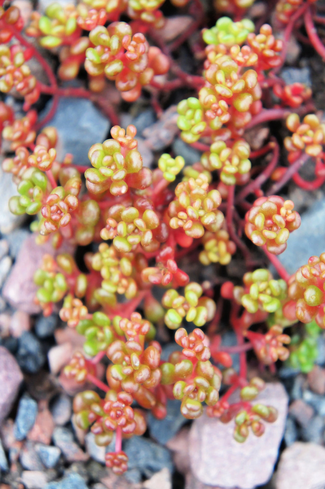 50 OREGON STONECROP Sedum Oreganum Bronze Orange Red Native Yellow Flower Seeds