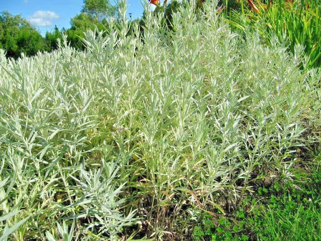 301+PRAIRIE SAGE Flower seeds White Sagebrush Perennial Native Wildflower smudge
