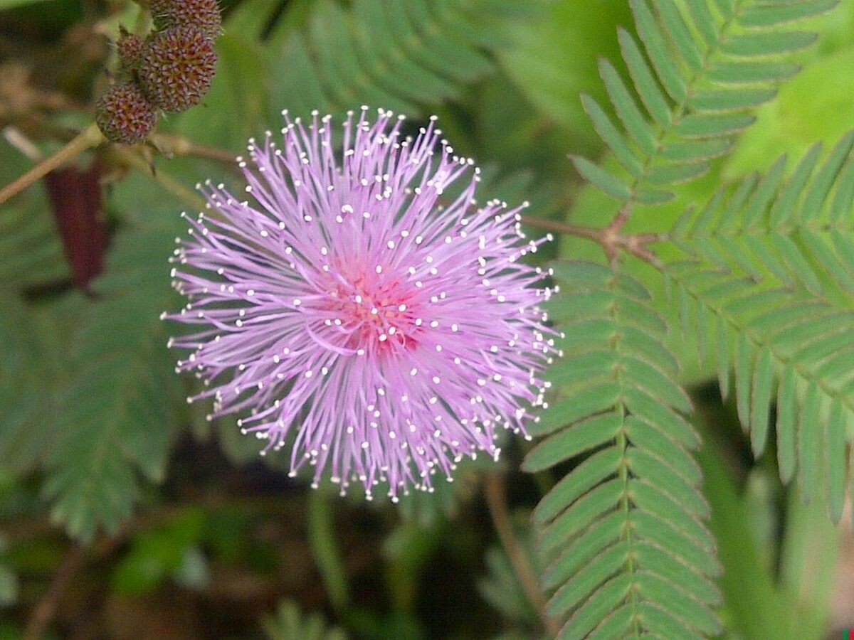 100+ MIMOSA PUDICA Seeds – Sensitive Plant / Shy Plant – *FREE USA Shipping!*