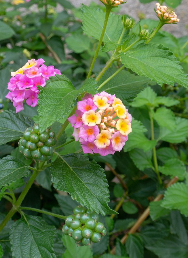 Lantana Chapel Hill Pink Huff Live Plant Plug – 1–3″ Tall – Pink Flower Lantana