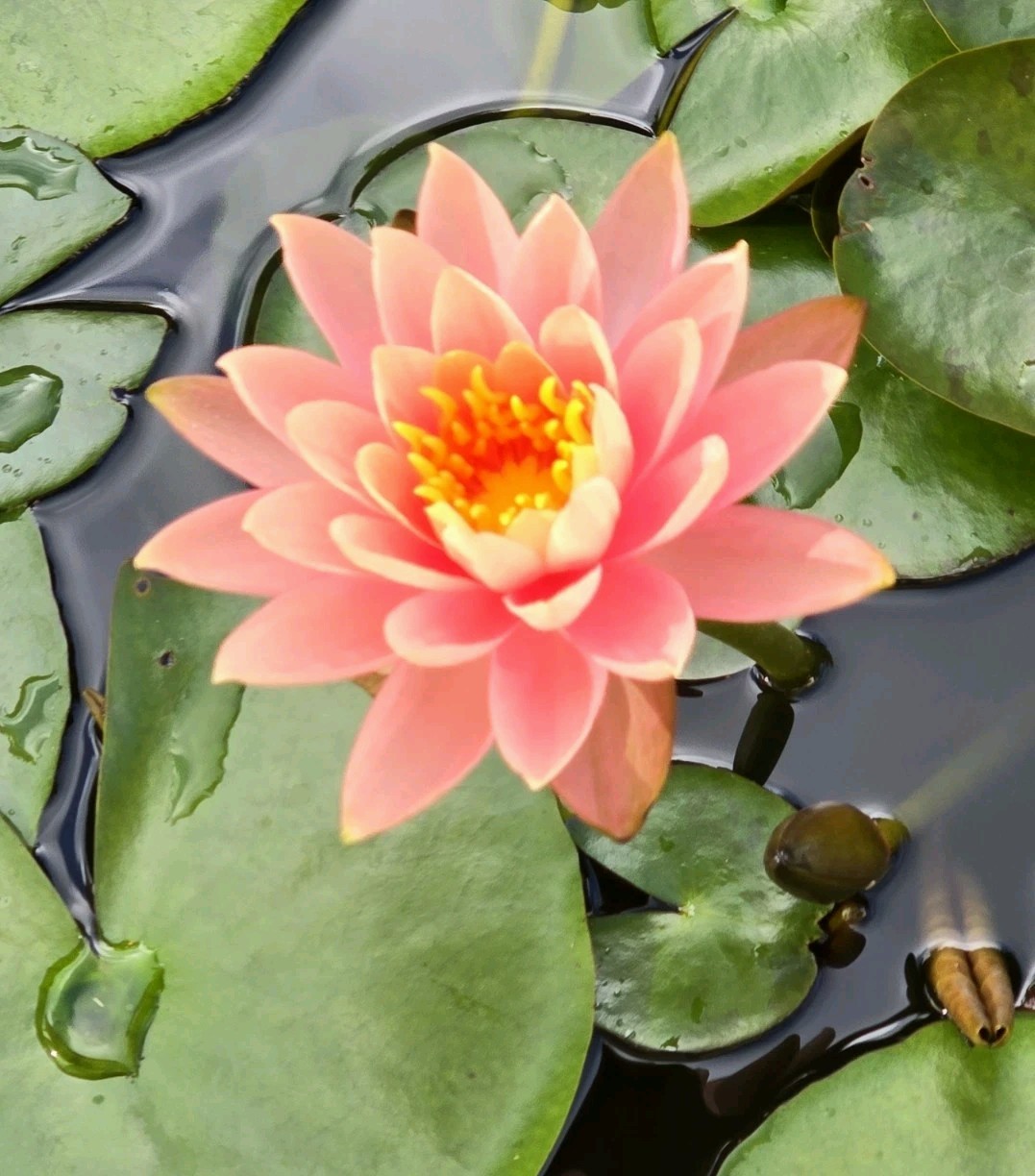 Live Nymphaea Hardy Hawaiian Angelskin Waterlily Aquatic Pond Plant with Rhizome