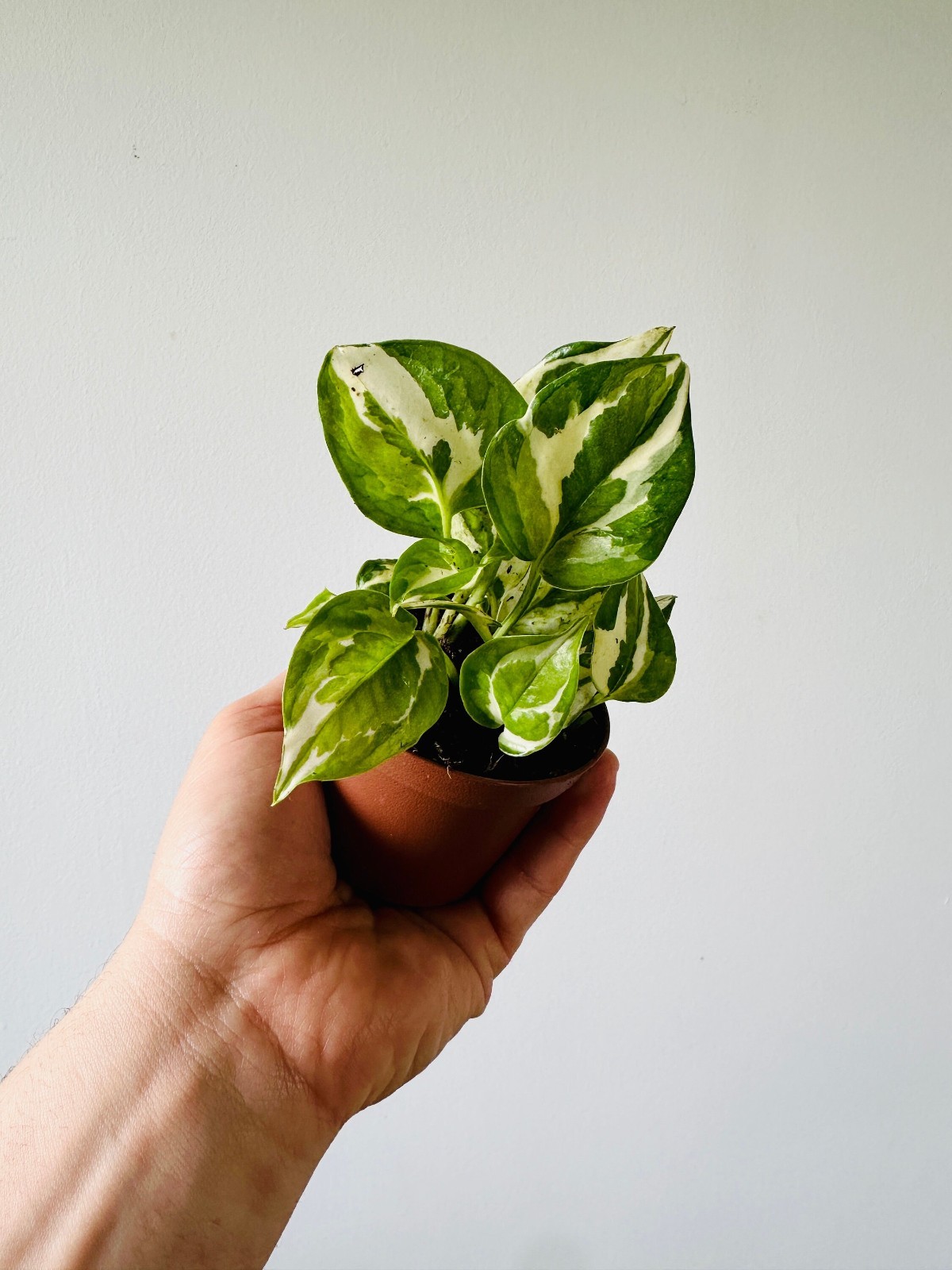 Pothos Glacier Starter Plants 2 Pack Epipremnum Aureum 3 Inch Pots