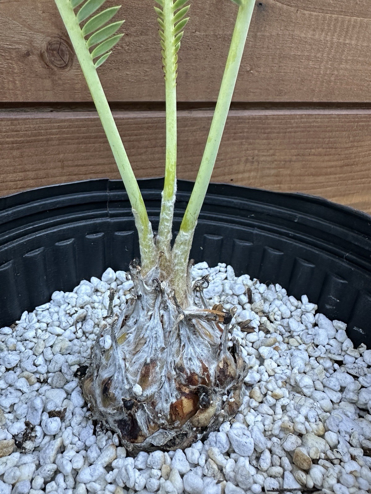 Dioon edule 3” Caudex – Hardy Mexican Cycad with Graceful Leaflets – Live Plant