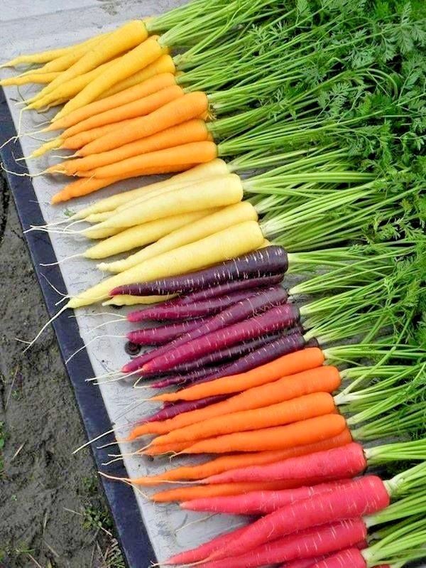 400+RAINBOW CARROTS Seeds 5 Colors Native Heirloom Vegetable Garden Container