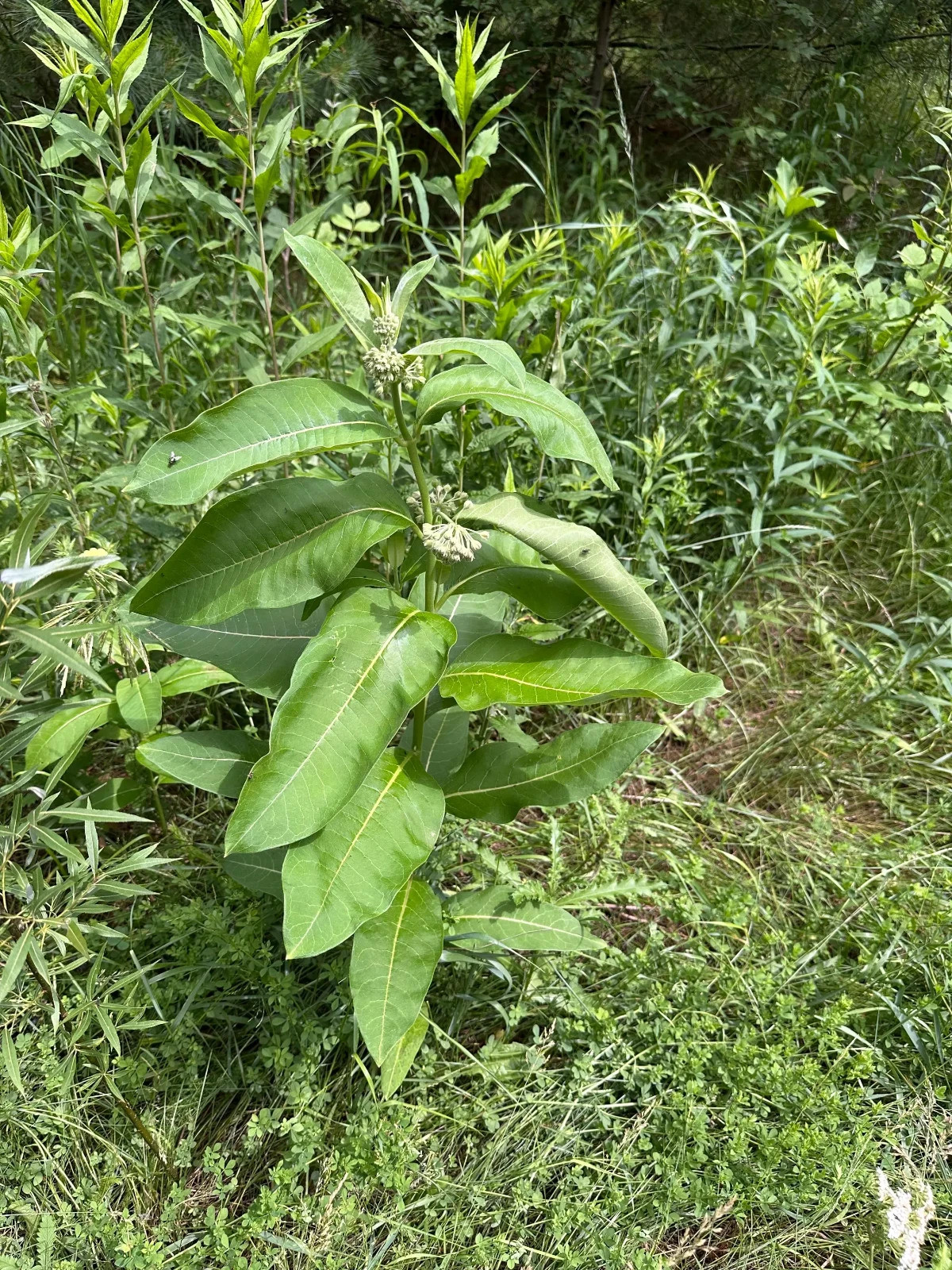 Milk weed leaves- monarch butterfly