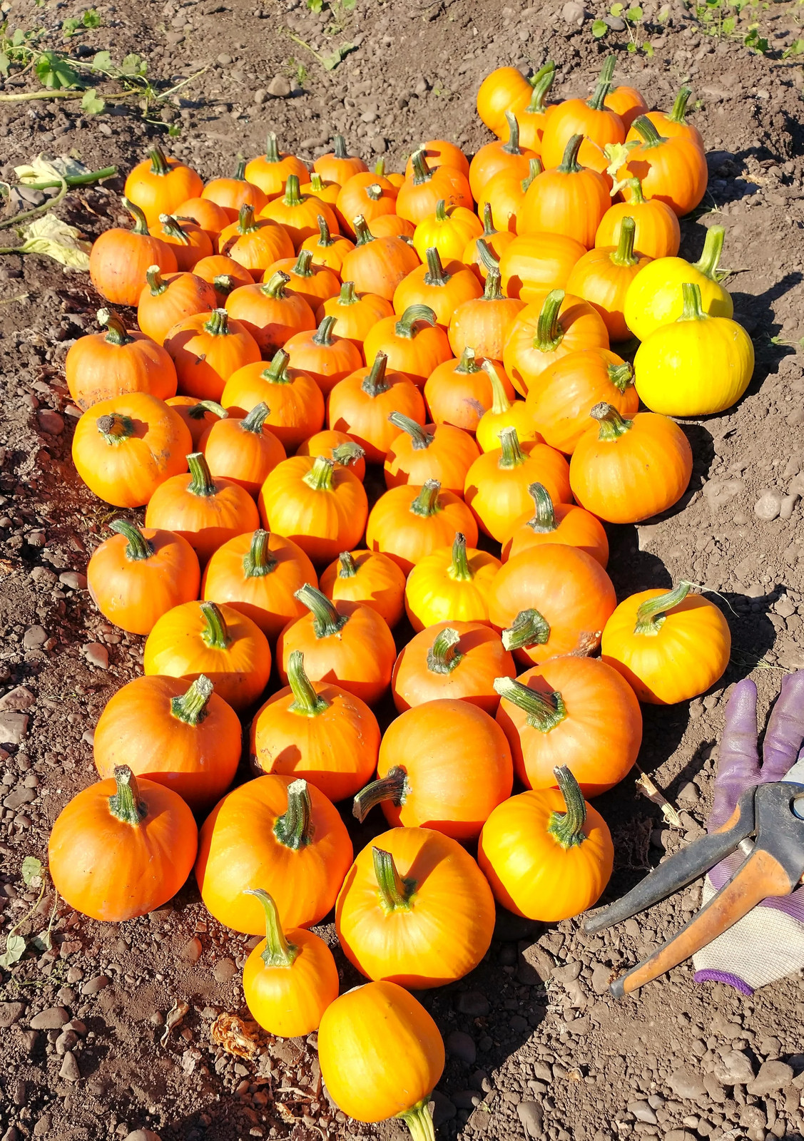 Wee-B-Little Pumpkin Seeds | Mini Orange Untreated Round Bush Pumpkins Seed 2024