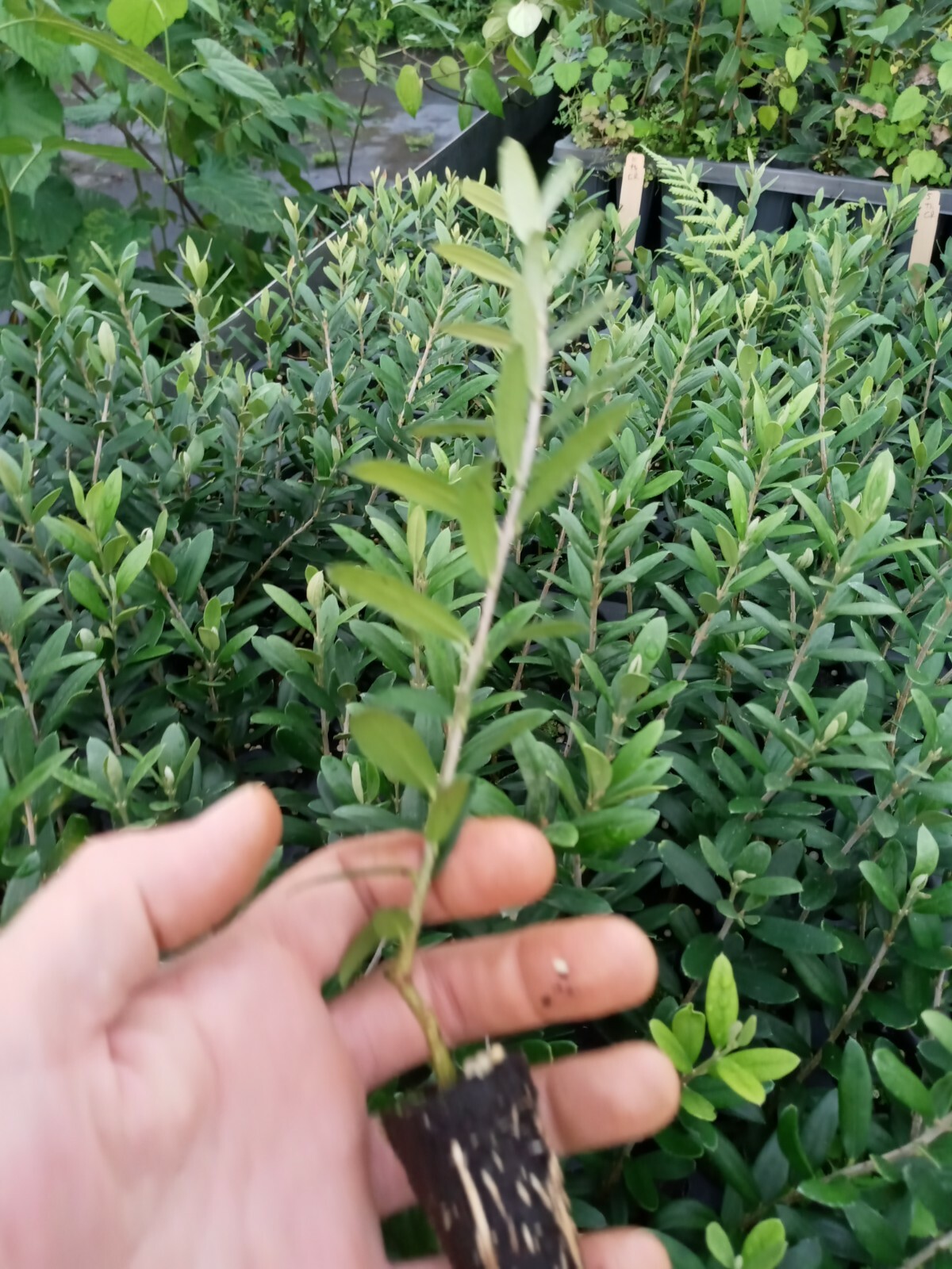 Olive Tree “Arbequina” TEN (10) starter plants free shipping