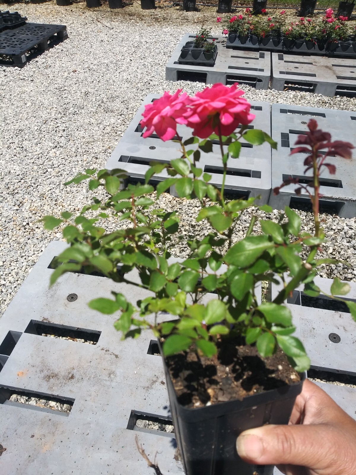 Coral Drift® Groundcover Rose – Live Plant ( 1 QT )