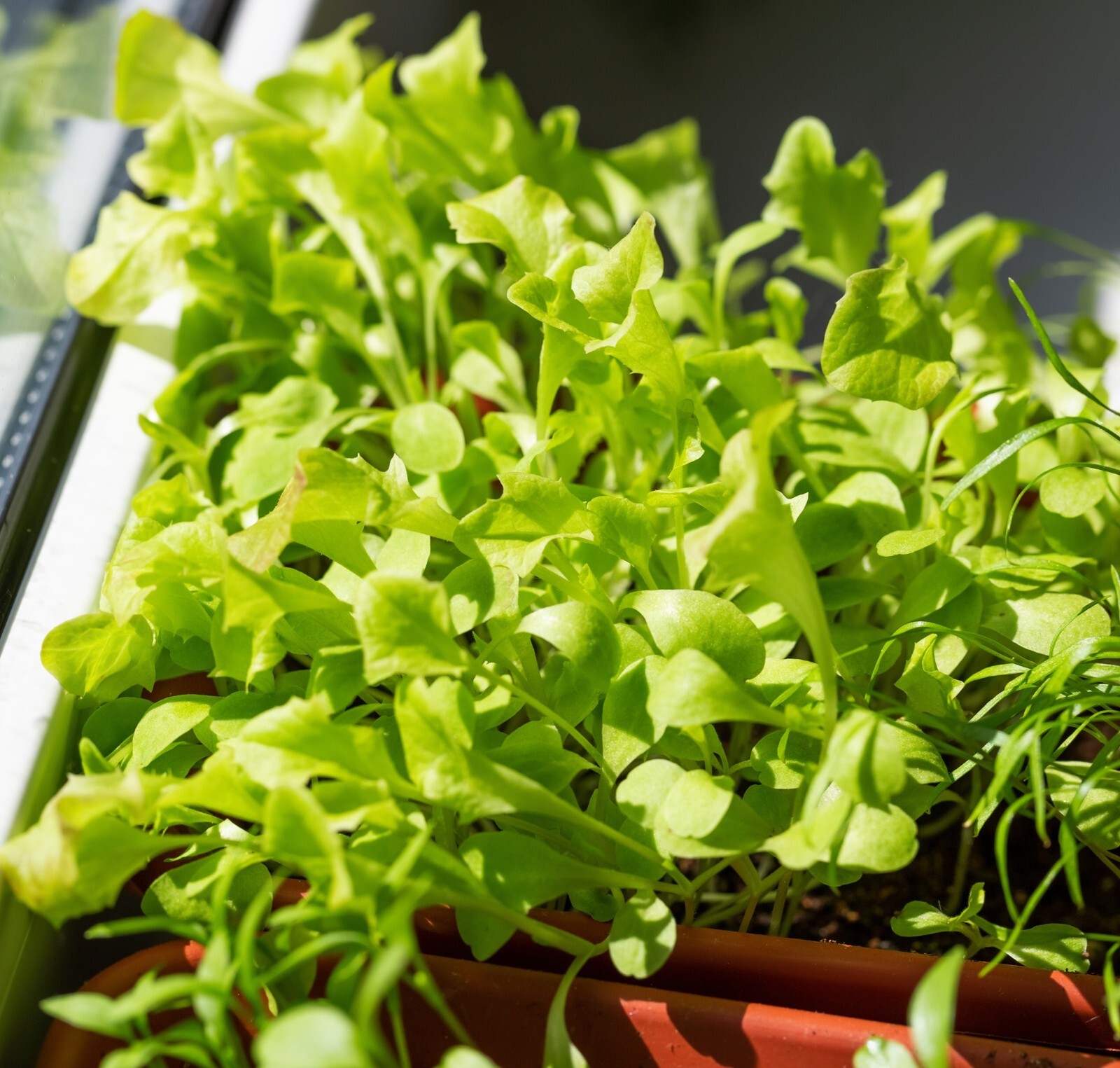 Microgreen Lettuce Seeds – High Yield Heirloom Non-GMO, Free Shipping, Crisphead