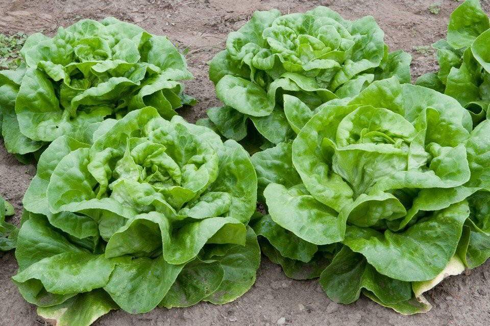 2000 BUTTERCRUNCH LETTUCE SEEDS ~ heirloomseedguy ~ 2026 ~ NON-GMO