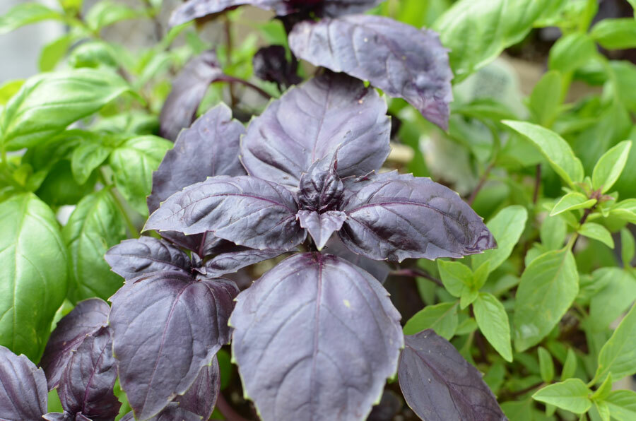 Red Rubin Basil, Dark Opal Improved, NON-GMO, Variety Sizes Sold, FREE SHIP