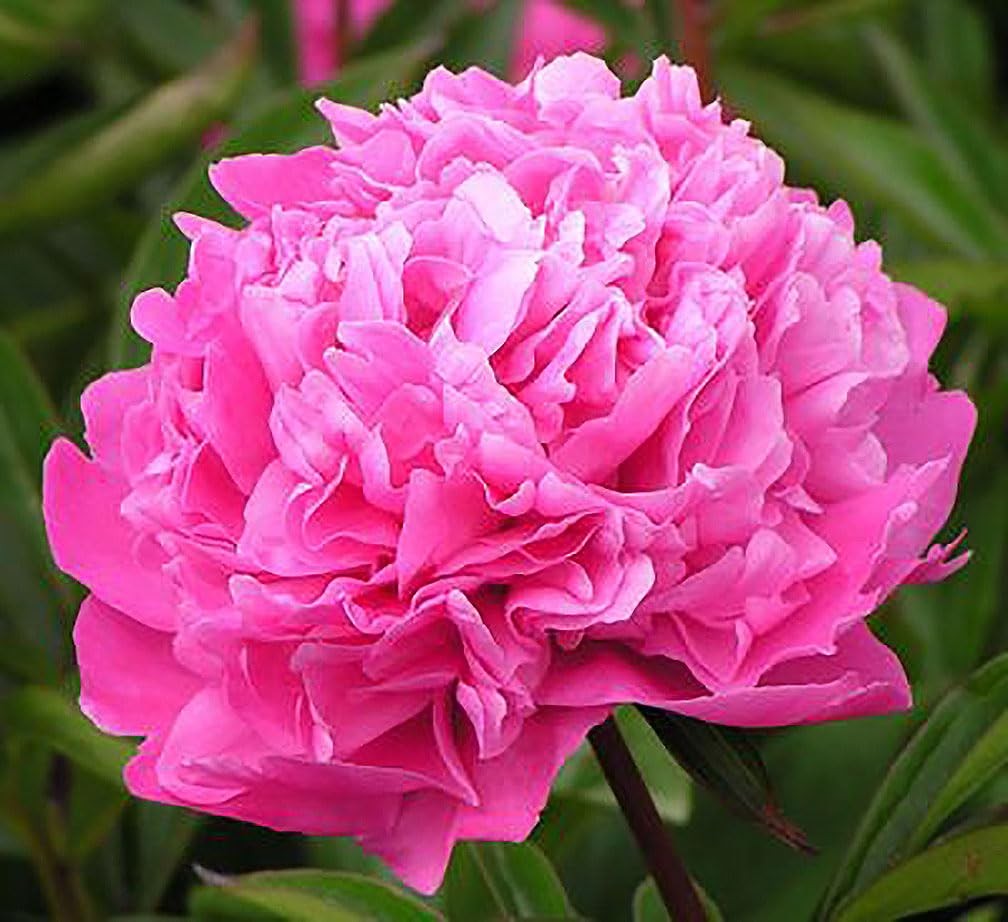 Peony Rose Pink Edulis Superba Peony – Double Pink Bare Root 3-5 Eyes…