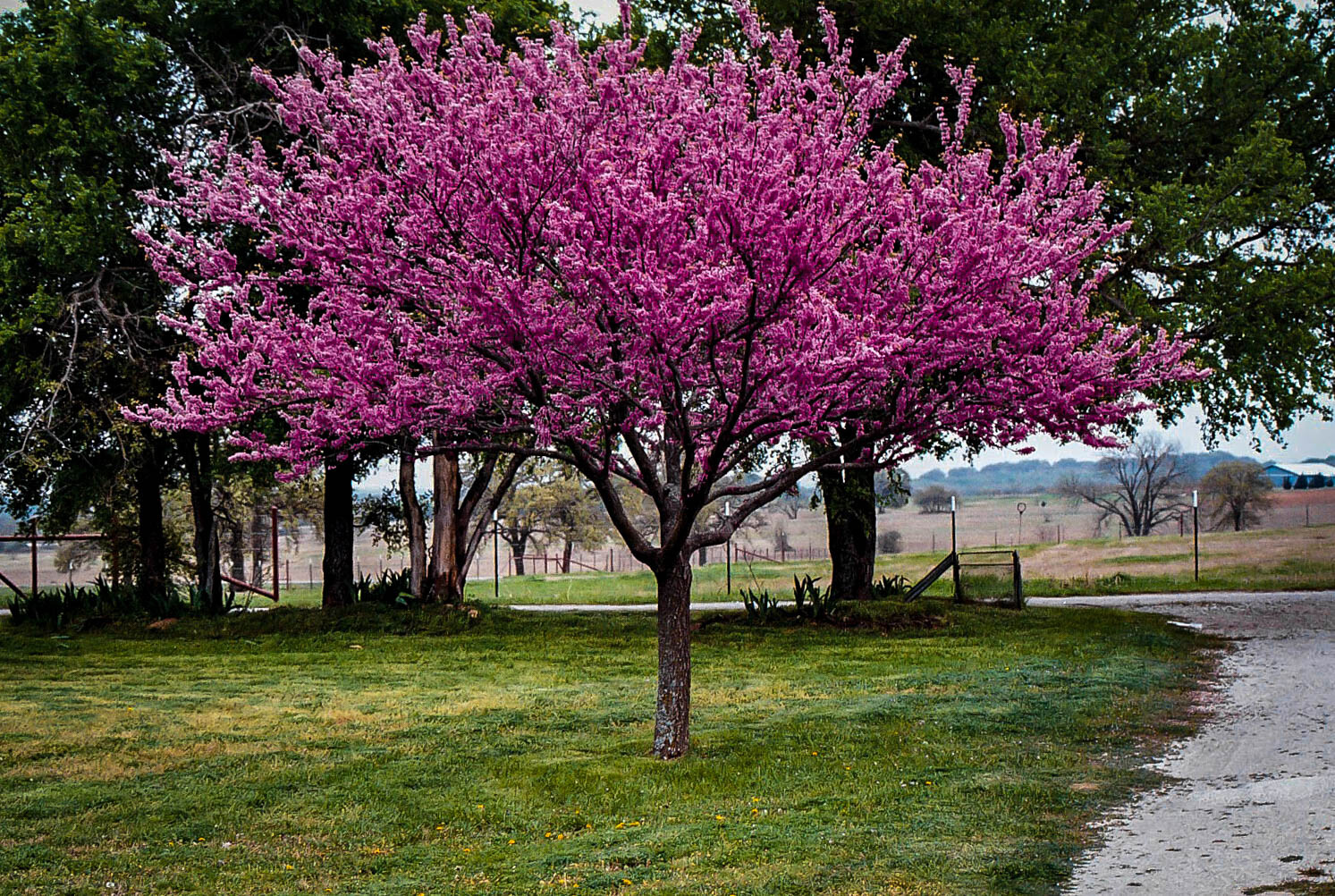 REDBUD TREE 3 YEAR OLDS 1 PLANT 28+ INCHES SET OF 2