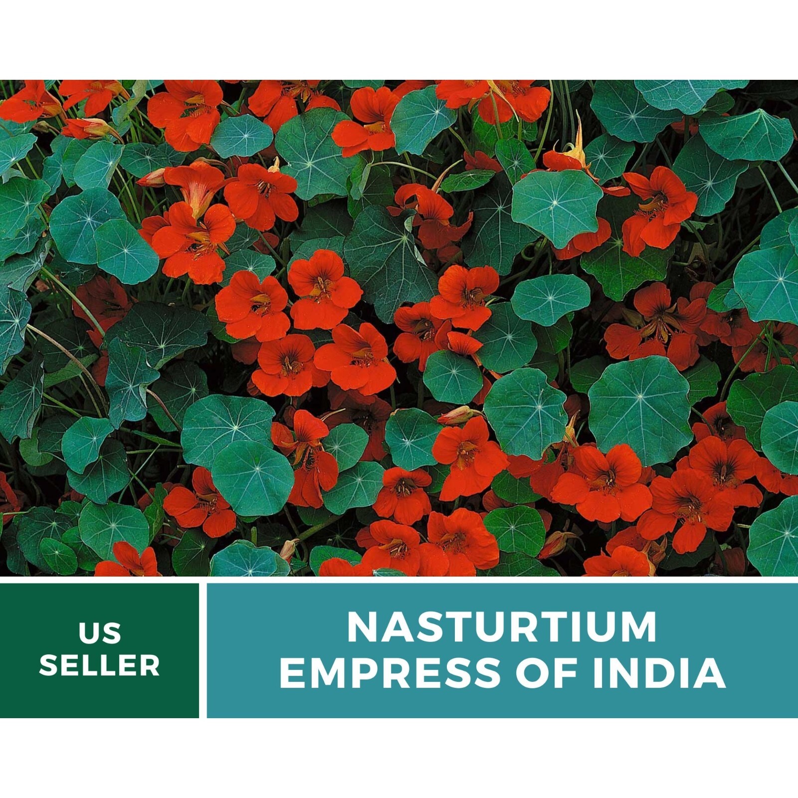 Nasturtium, Empress of India – Heirloom Seeds (Tropaeolum nanum)