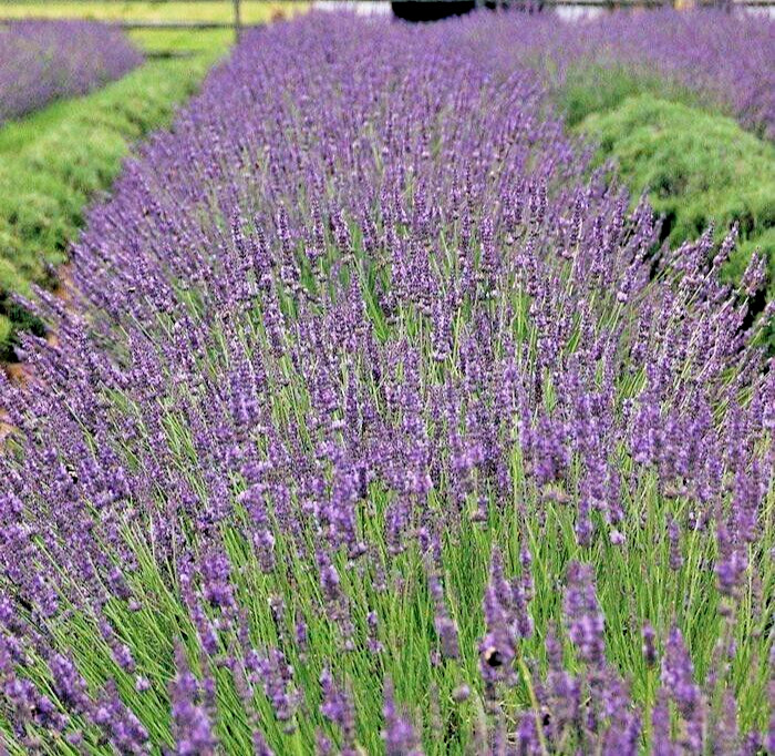 Phenomenal Lavender Live Plant, Healthy Starter, Easy-to -Grow Perennial Herb
