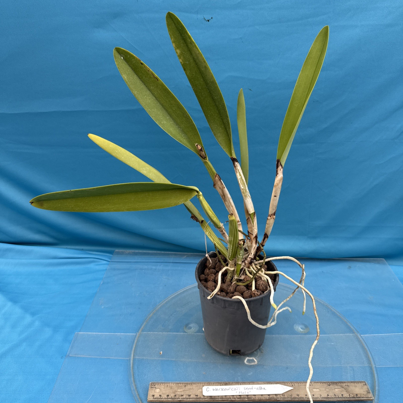 Cattleya warscewiczii Semi Alba Purple White ‘Halo’ Orchid Eros Species 5.5” Pot