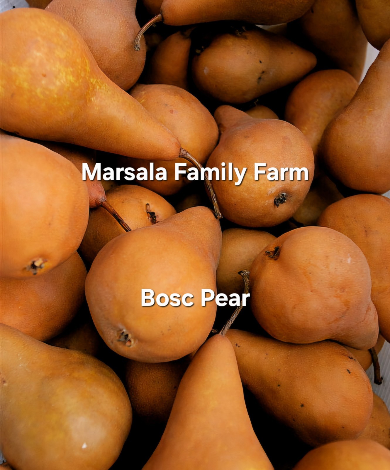 6 Fresh Cut Bosc Pear Cuttings for Grafting/Rooting(Not Dormant)