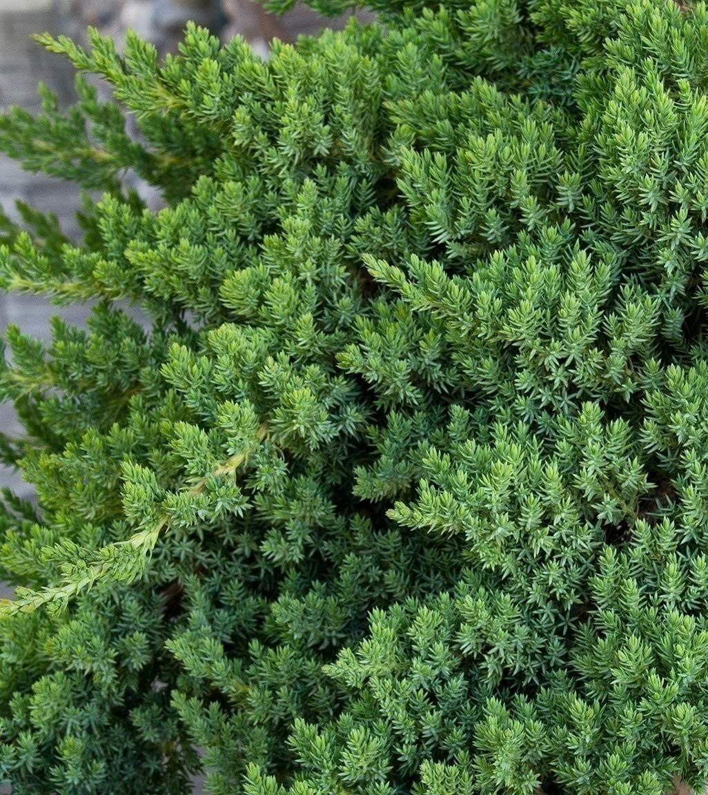 Juniper Procumbens Nana | 2 Inch | Juniperus procumbens | Groundcover Plant