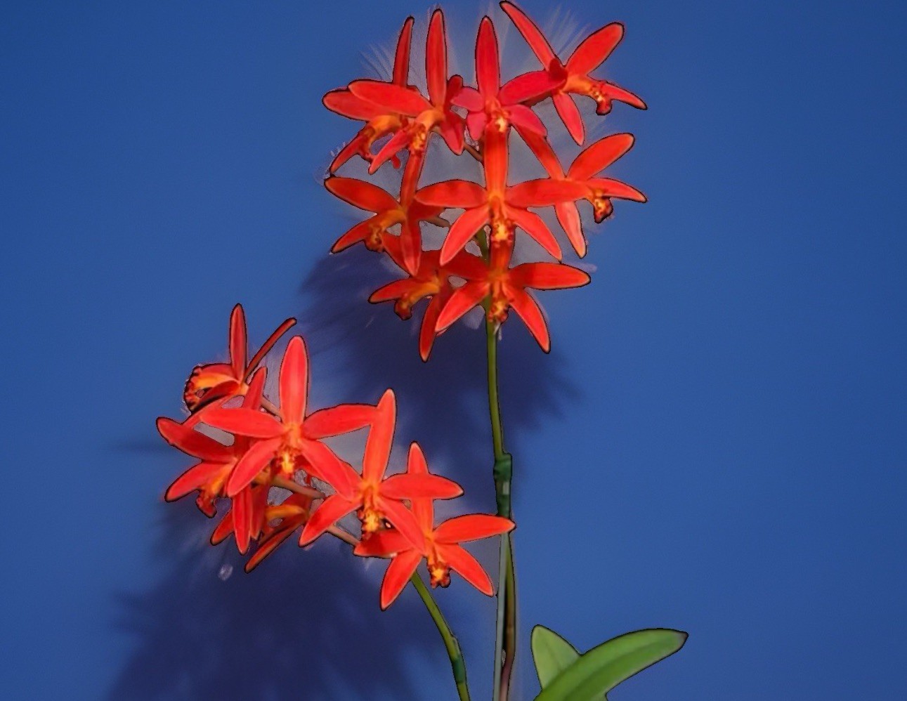 Cattleya milleri ‘Big Island’ AM/AOS Red Orange Species Orchid Eros 4” Pot